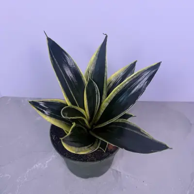 How to Take Care of Birds Nest Snake Plant - TikTok Shop