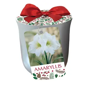 White Christmas Silver Ceramic Pot Amaryllis Kit - Bulb/Pot/Planting Medium
