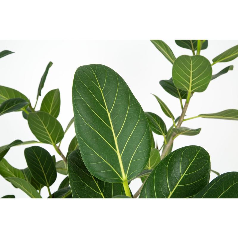 Grower's Choice Variegated Ficus | medium
