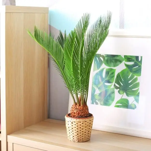 Sago Palm Seeds for Planting - Great Indoor Plant