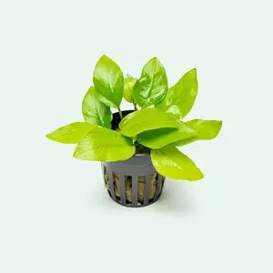 Anubias Nana Golden