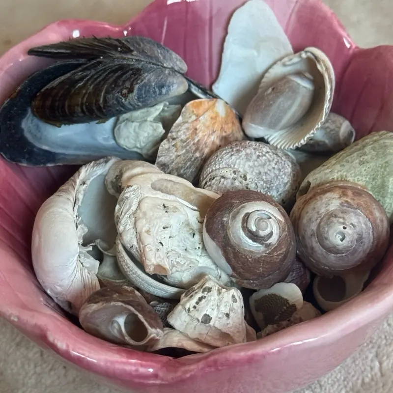 831 Beach Treasure Pack - Approx. 50 Hand-Collected Monterey Bay Shells, California Coastal Decor & Craft Supplies