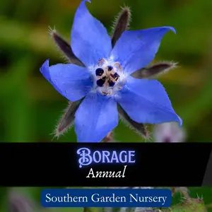 Borage Flower Seed Pack, Bee Bush, Borago officinalis, Pollinator-Friendly Garden Edible Flower, Bee Magnet, Wildflower Herb Seeds