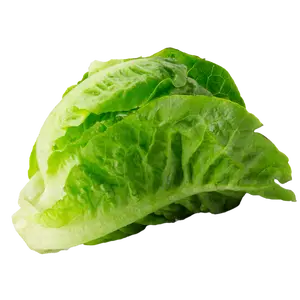 Baby Romaine Lettuce