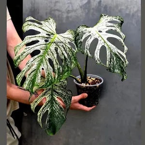 Monstera Deliciosa Devil Monster - Rare Giant Monstera Plant  (AskSalDevil-17th june)