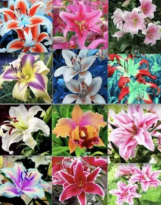 50 Mixed Color Lily Seeds Fragrant Flower Plant (much less money than bulbs) - FRESH SEEDS - Limited Supply - Order Soon - Thank You
