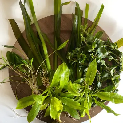 succulent that looks like a flower Aeonium Green Platters Succulent Easy Care