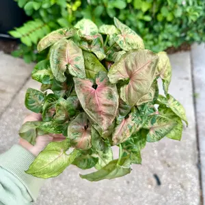 Syngonium Tiffany - 6” pot