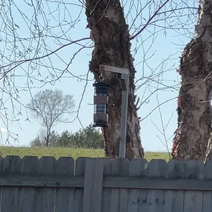 Wildpark Squirrel Proof Bird Feeder – Attract Finches & Cardinals, Say Goodbye to Squirrel Problems – Perfect Gift for Nature Lovers!