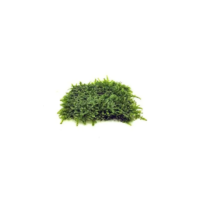 Mini Christmas Moss on Stainless Steel