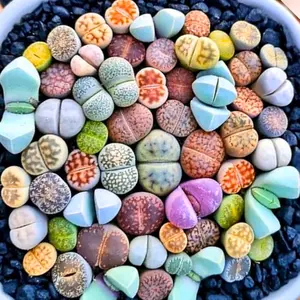 30Pcs Lithops Live Plants Mix Lithop Succulents Plants Live Bulk, Rock Living Stone Succulent Live Plants Large Size Live Houseplant