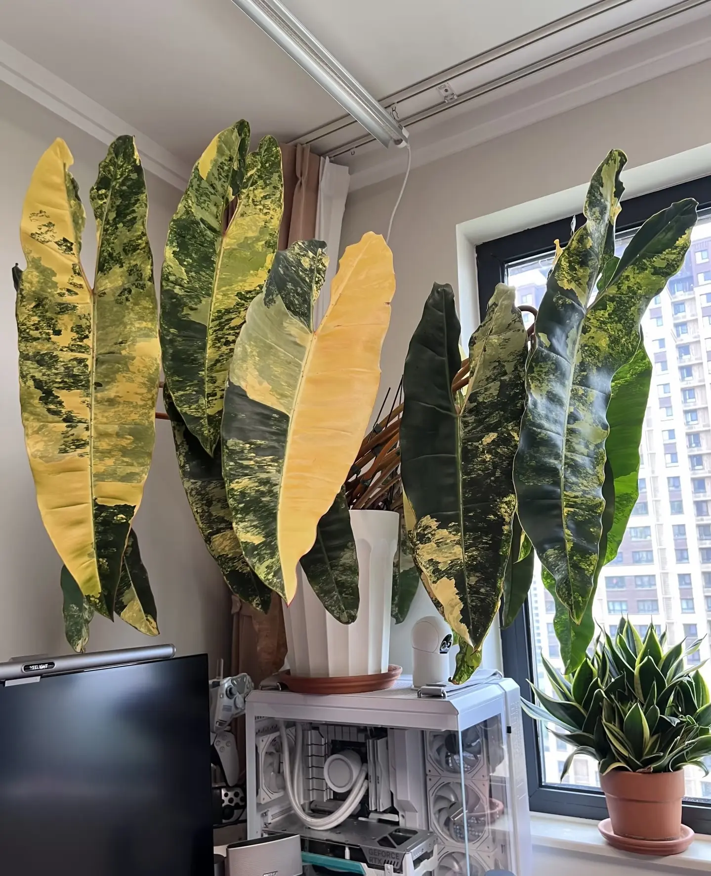 Philodendron Billietiae Variegated Starter Plant | Rare Variegated Philodendron | 2-Inch Pot | Houseplant