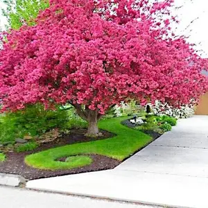 25 CRAPE MYRTLE TREE SEEDS Crepe (Lagerstroemia Indica) Fast Lilac Flower Plant