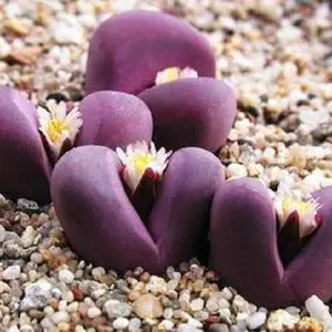 50 SEEDS Lithops Optica RUBRA rare mesembs exotic succulent living stones cactus