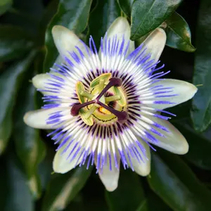Blue Passion Flower Organic Seeds (Passiflora caerulea) Vining perennial with striking blue-and-white flowers. Attracts pollinators and produces edible fruit. Great for trellises and warm climates.