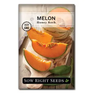Honey Rock Melon