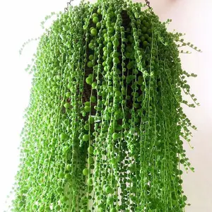 String of Pearls Succulent Fully Rooted Easy Care Hanging Indoor Plant
