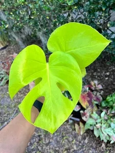 Monstera lemon lime - 6” pot