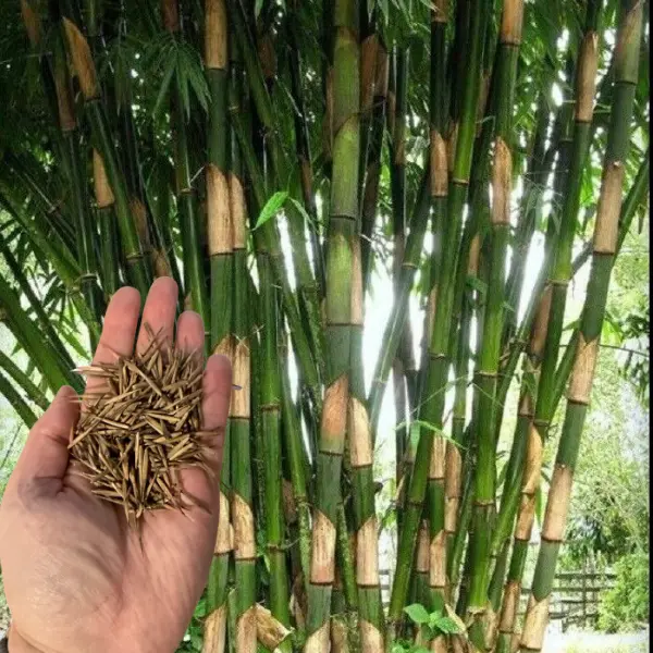 50 Giant Atter Bamboo Seeds