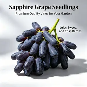 (LZ#FF) Sapphire Grape Vine Sapling, Perennial Climbing Fruit Plant for Backyard, Fence and Trellis Planting, Hardy Vine Sapling for Outdoor Garden & Large Container Cultivation, Ideal for Home Gardeners & Rare Fruit Growers