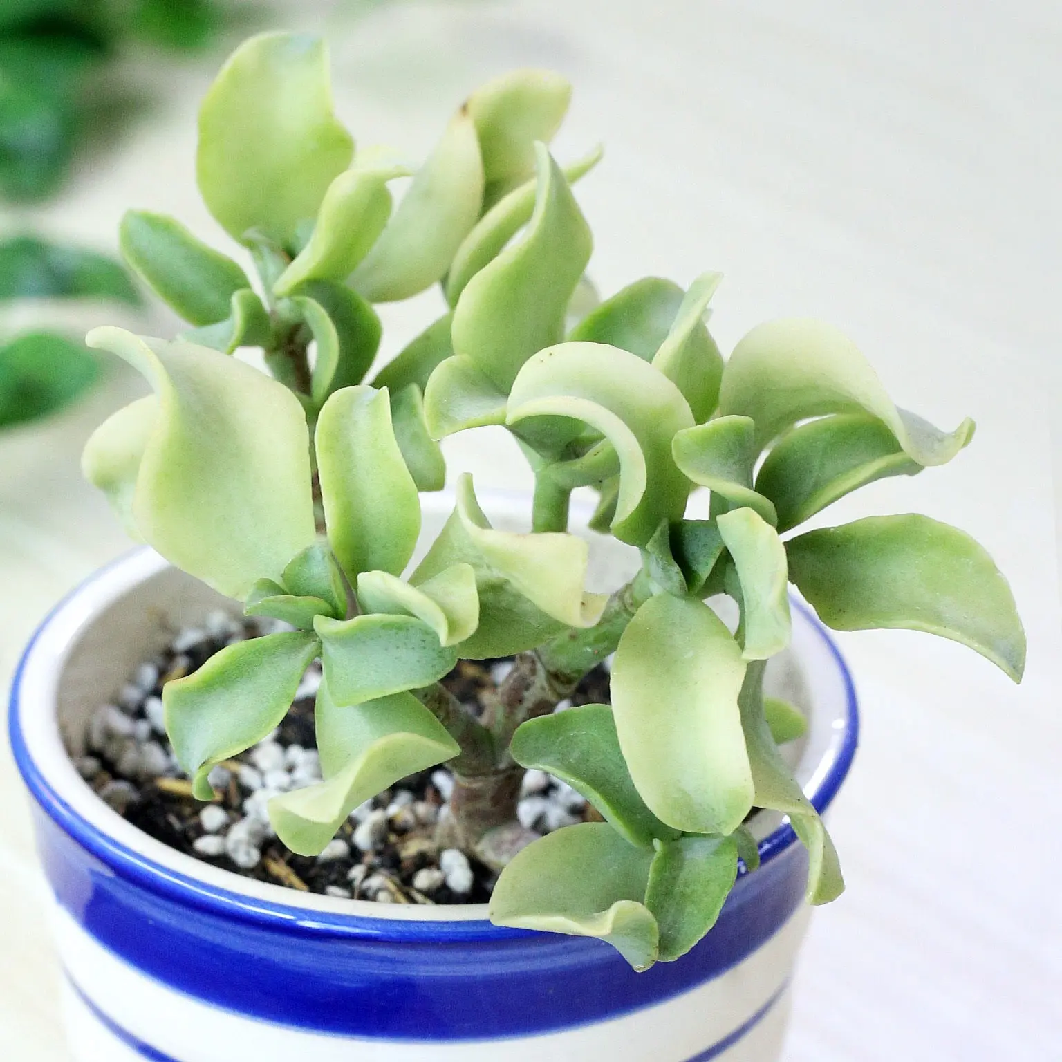 Ruffle Jade Crassula - Crassula undulatifolia