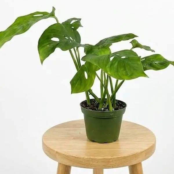 monstera plants for sale 28in Tall Monstera Leaf Plant
