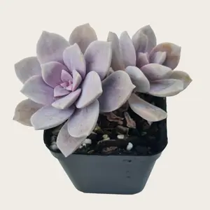 Live Plant Succulents 2'' Potted /Graptopetalum Superbum – Lavender Rose Succulent – Rare Rosette Plant/Succulents Cactus Rotted/Live Plants for Home,Garden,Christams gift/Easy Care Plant for Home