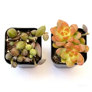 2 Inch Succulent Pair Set Senecio Herreianus String of Watermelon and Sedum Adolphi Golden Glow Featuring Trailing Beaded Foliage with Purple Green Stripes and Upright Golden Orange Rosettes Vivid Color Duo