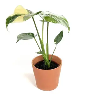 Monstera Thai Constellation : Indoor Plants -2" in pot - Starter Plant