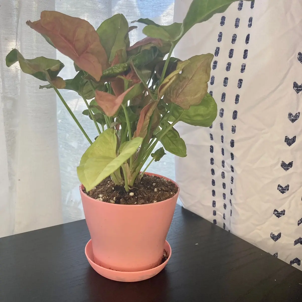 Syngonium Pink