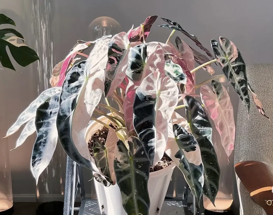 Alocasia Bambino Pink Variegated Rare Pink Alocasia Live Plant Rooted Starter Plant