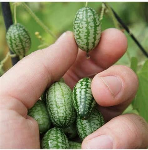 Mini Thumb Watermelon Fruit Vegetables Seeds 60+ Cucamelon Mexican Sour Gherkin Melothria scobra for Home Garden Outdoor Yard Farm Planting