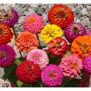 Thumbelina Zinnia Seeds Mix, Dwarf, Colorful, Container, Bouquet