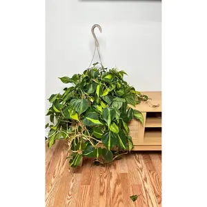 8" Philodendron Brasil