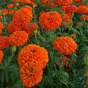 300+ Marigold Seeds - Non-GMO Hardy Flowers for Vibrant, Long-Lasting Garden Color and Pollinator-Friendly Spaces