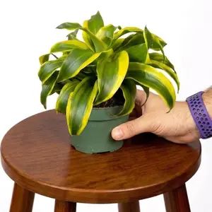 4" Dracaena Twister (Tornado), Beginner Friendly Live Houseplant, Indoor Plant