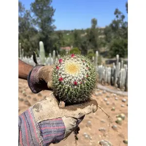 Rainbow Pincushion - Mammillaria rhodantha