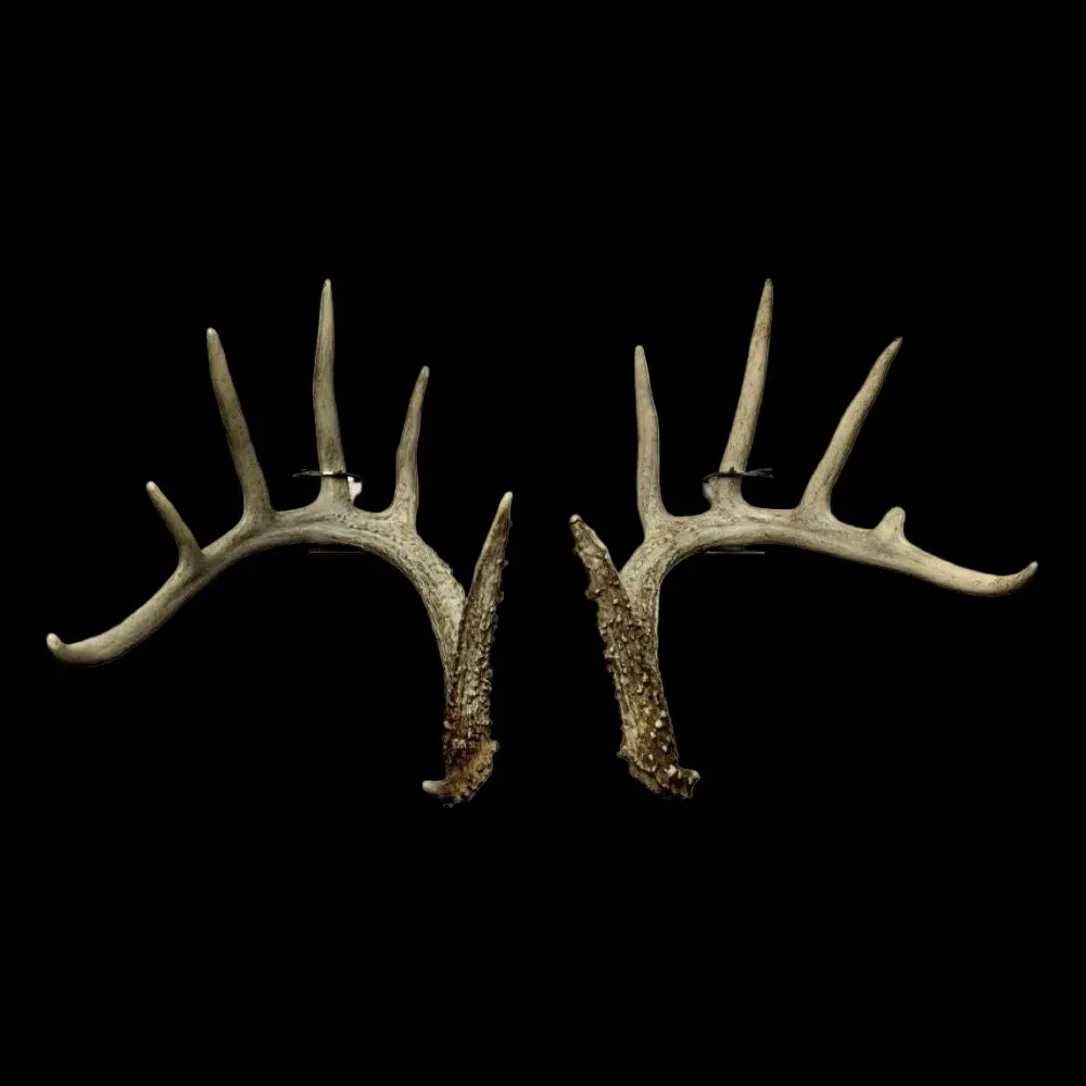 Shed Antler Anchor Set - Original Size