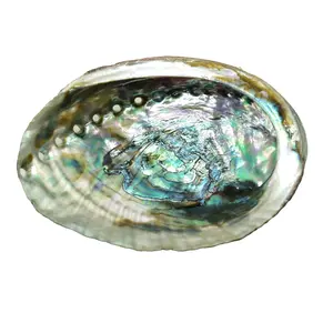 Natural Abalone Shell Smudge Bowl | 4 to 5 inch | Sage Smudging | Reiki Charged