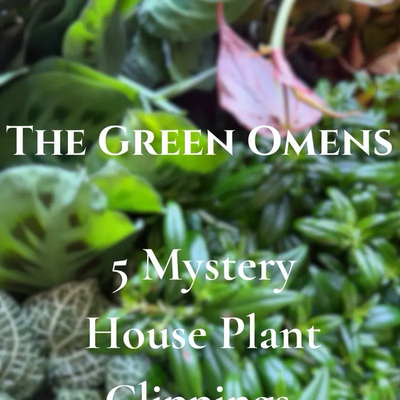 The Green Omen - 5 Intuitively Picked Plant Clippings