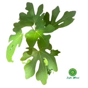 Mata de Higo/Hojas de Higo/Higo Mata de Higo/Hojas de Higo/Higo