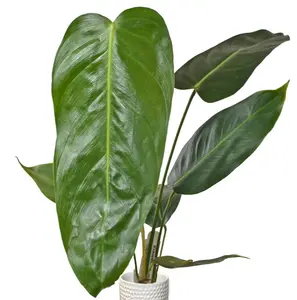 Philodendron esmeraldense narrow