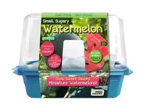 Small, Sugary Watermelon Sprouter Terrarium