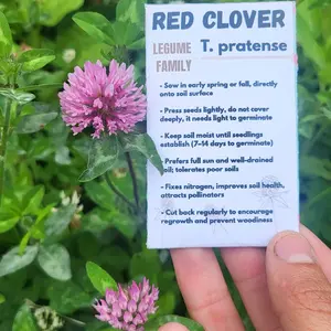 2 Gram Red Clover Seed Packet perennial seed