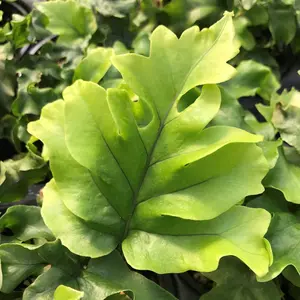 Nicholas Diamond Fern - Live Plant in a 6 Inch Grower's Pot - Phlebosia Nicholas Diamond - Exotic Textured Foliage for Your Home Office Or Garden Space