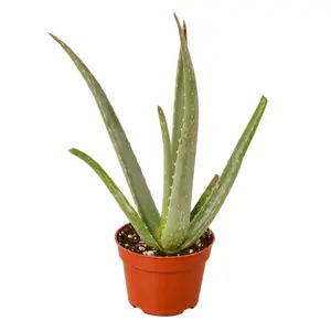 House Plant 4-SUCC-ALOE-VERA Aloe Vera Plant in 4 in. Pot
