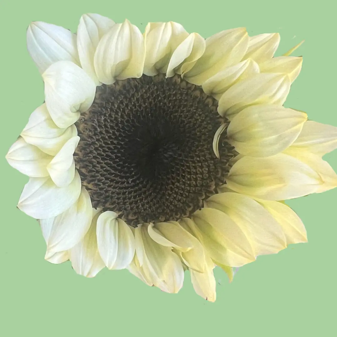 Sunflower Pro cut White Nite seeds Sunflower Pro cut White Nite seeds