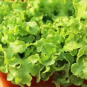 Grand Rapids Heirloom Non-GMO Lettuce Seeds - Large Green Leaves, Mildly Sweet Flavor, Resistant to Tip Burn, Full Sun or Partial Shade, Zones 3-12