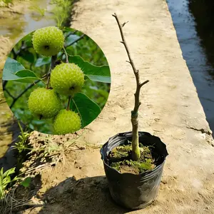 Sugar Apple Tree Live Plant – Custard Apple Tropical Fruit Tree Seedling for Home Garden