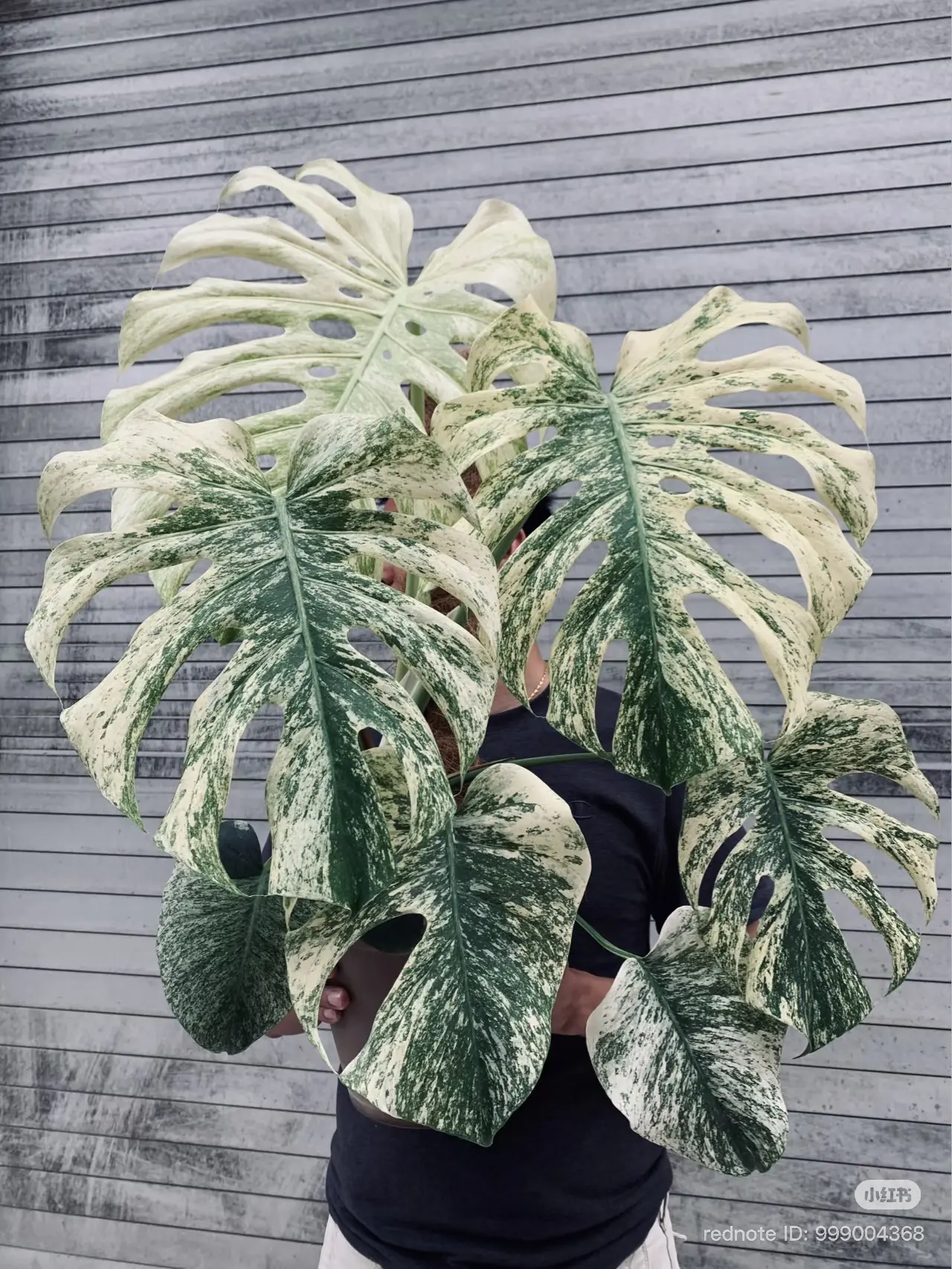 Monstera White Monster | Rare Mint Variegated Monstera | Starter Plant in 2-Inch Pot | Houseplant